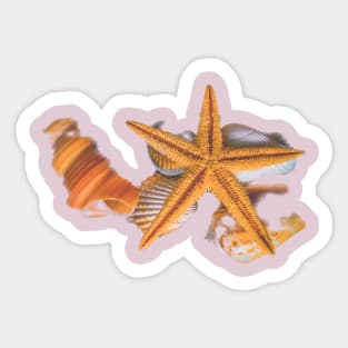 Summer Holidays Nature Seashells Sticker